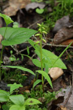 Corallorhiza trifida