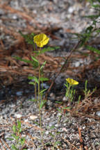 Helianthemum canadense