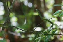 Rough Green Snake