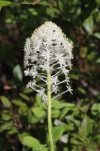 Xerophyllum asphodeloides