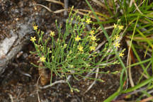 Hypericum gentianoides
