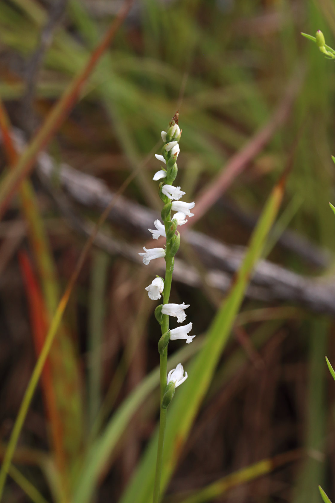 Little Ladies' Tresses