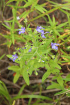 Trichostema dichotomum