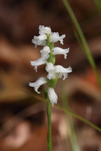 Spiranthes ochroleuca