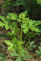 Ranunculus recurvatus