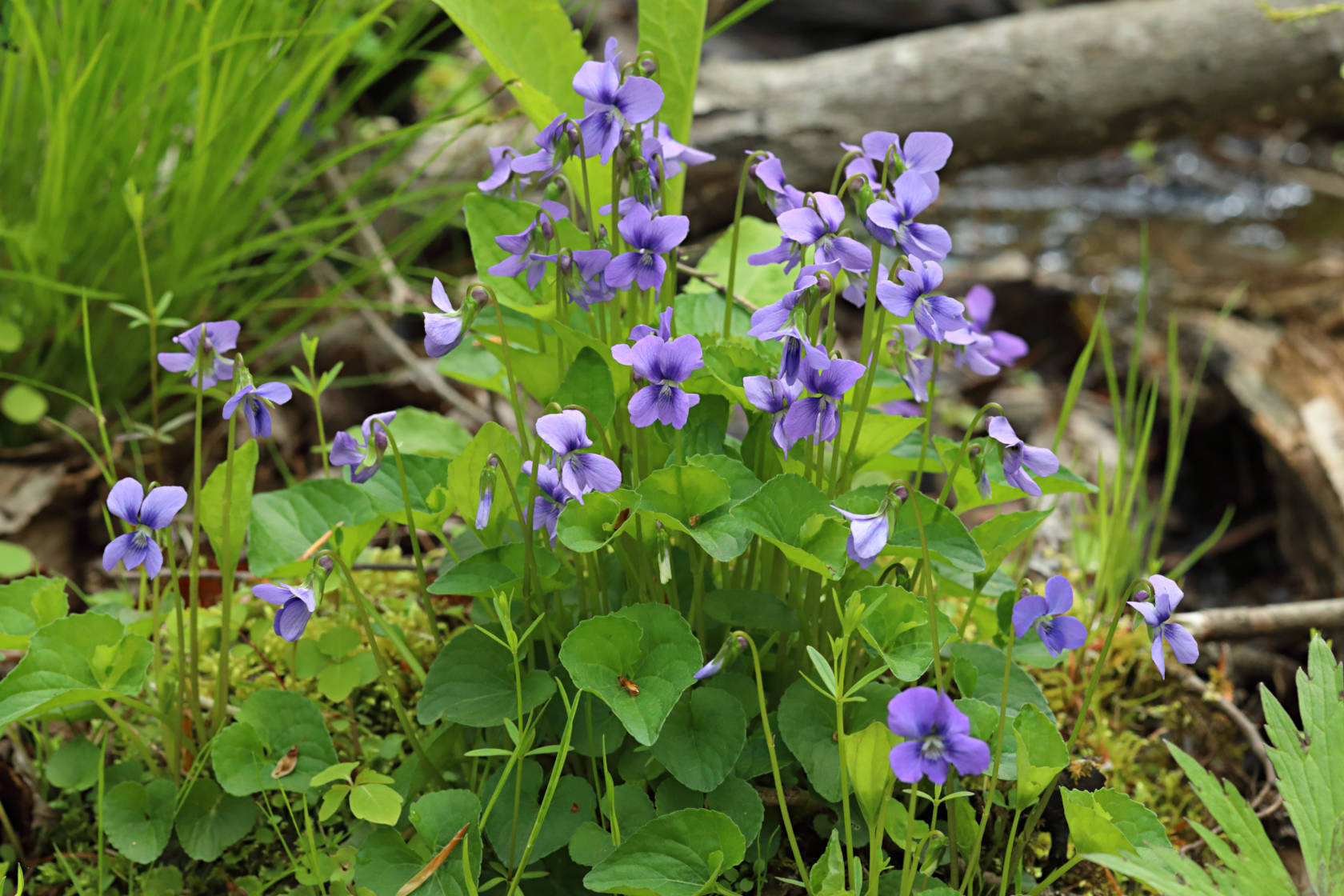 Marsh Blue Violet