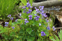 Viola cucllata