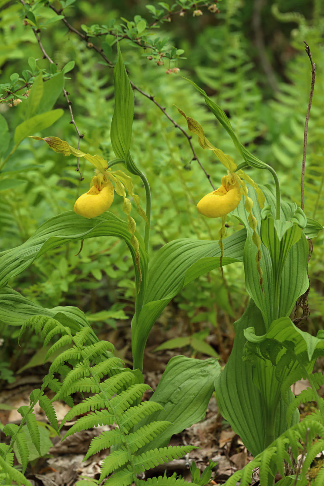 Large Yellow Lady's Slipper