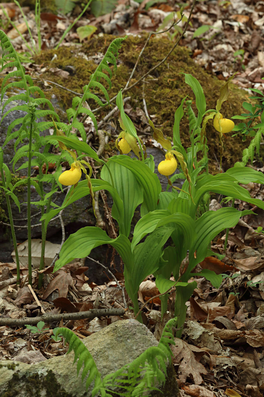 Large Yellow Lady's Slipper