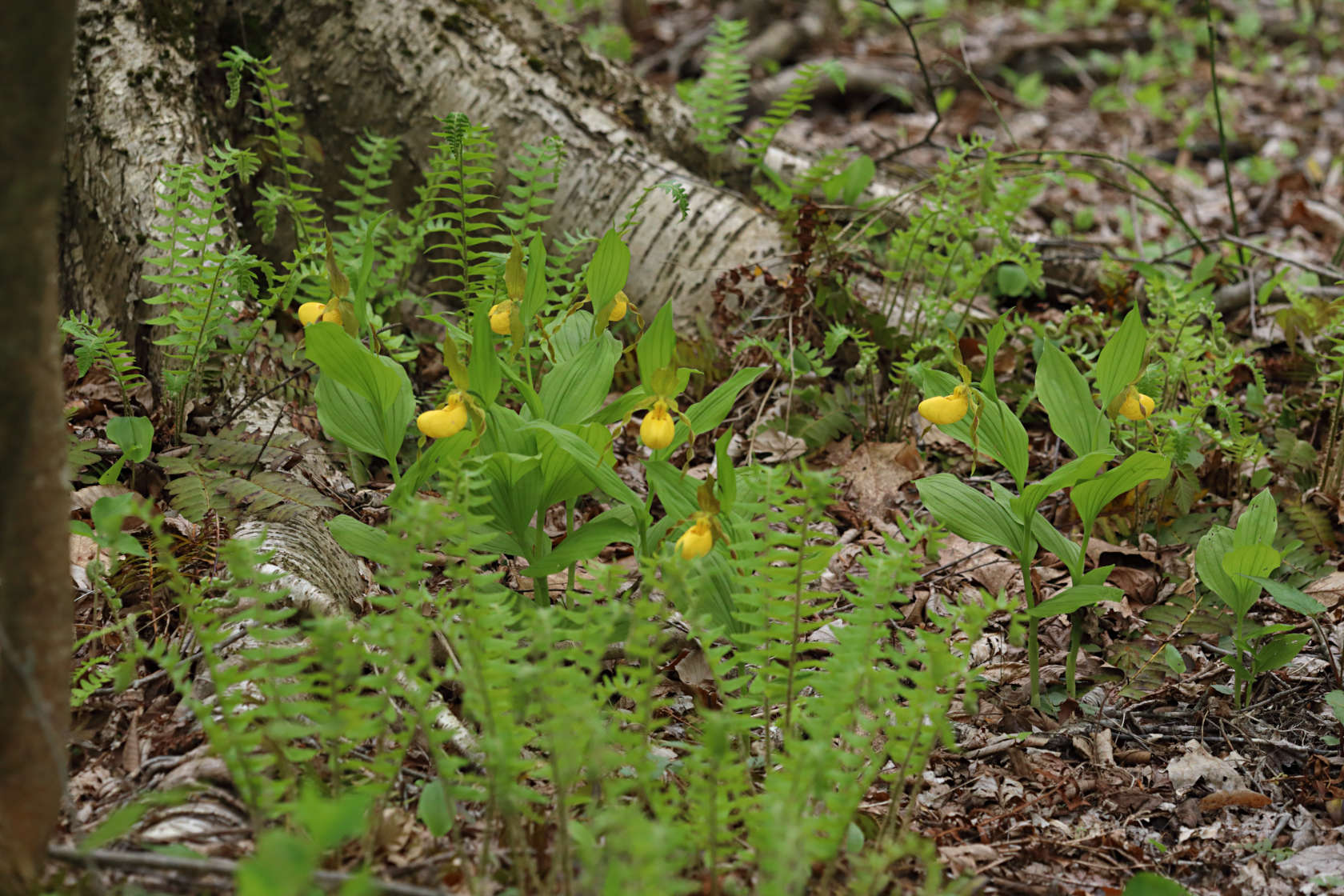 Large Yellow Lady's Slipper