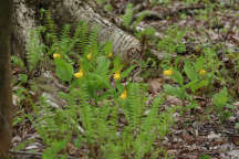 Cypripedium parviflorum var. pubescens
