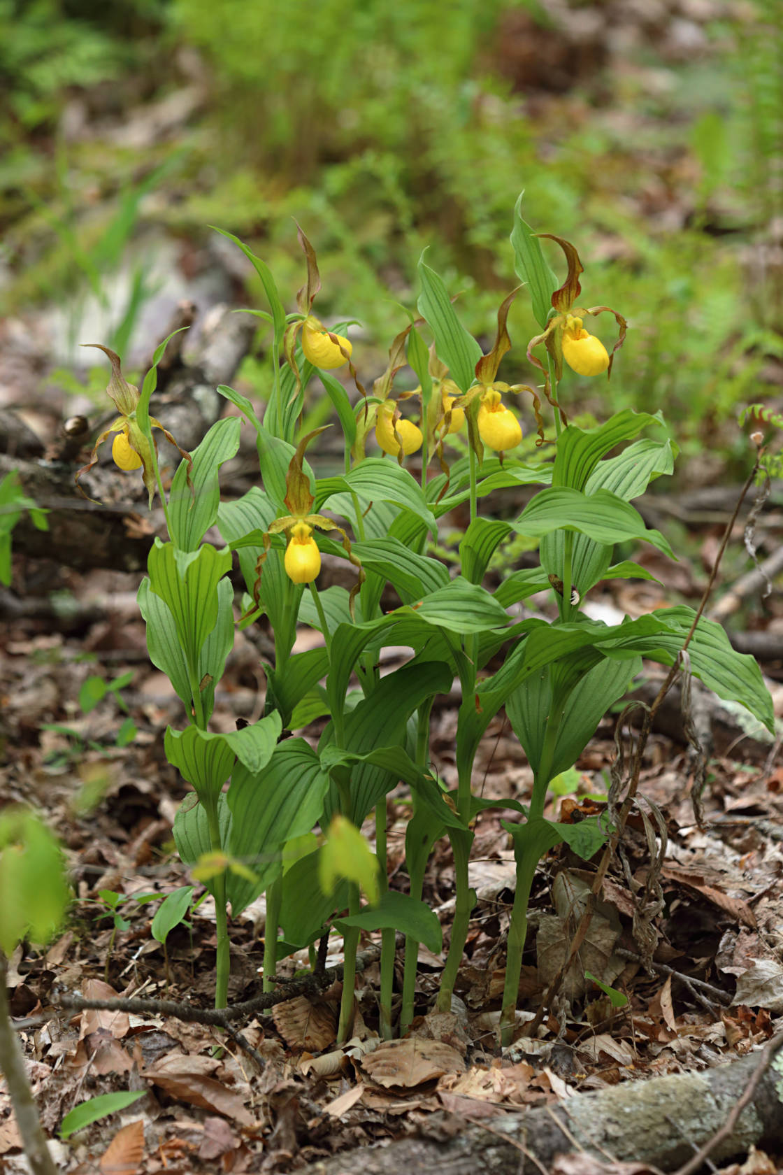 Large Yellow Lady's Slipper