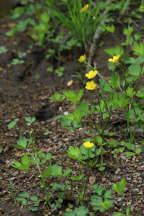 Ranunculus septentrionalis