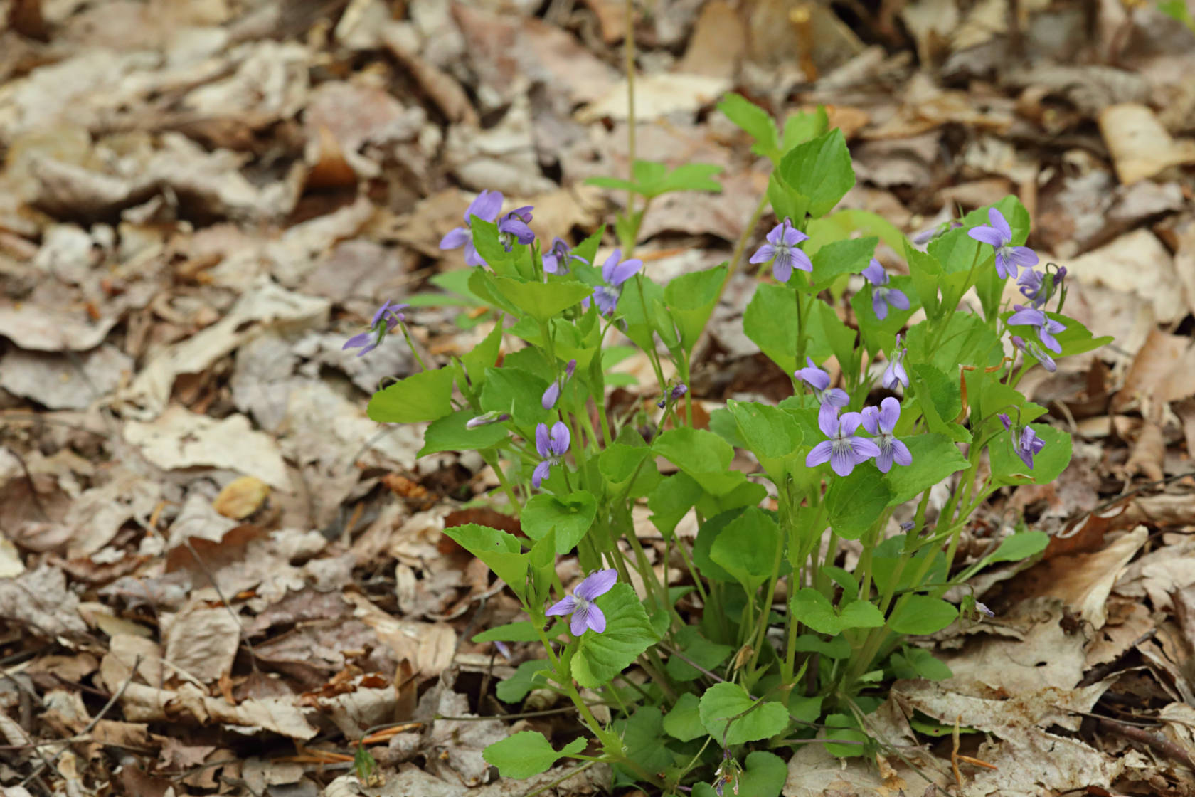 American Dog Violet
