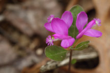 Polygala paucifolia