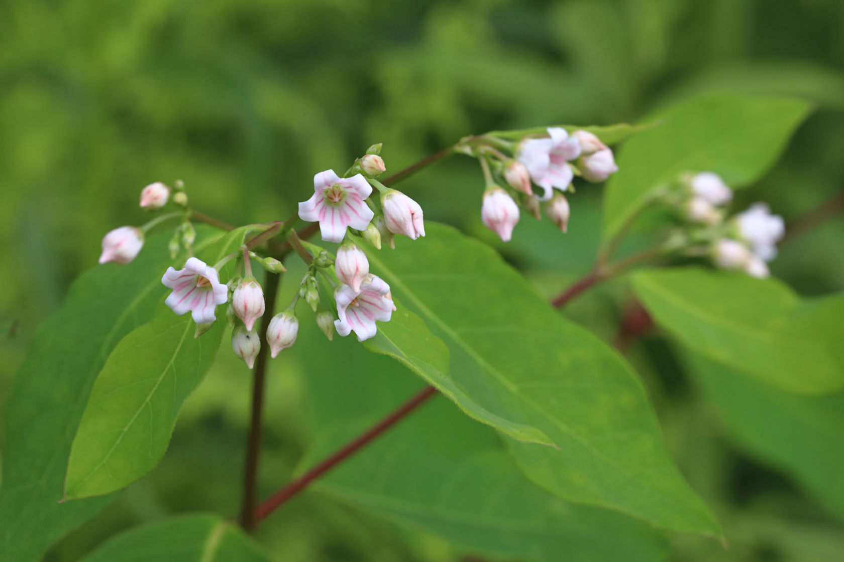 Spreading Dogbane
