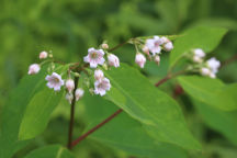 Apocynum androsaemifolium