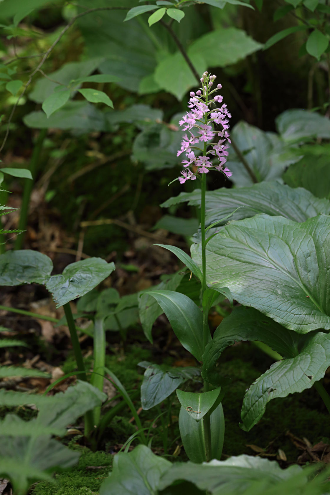 Large Purple Fringed Orchid