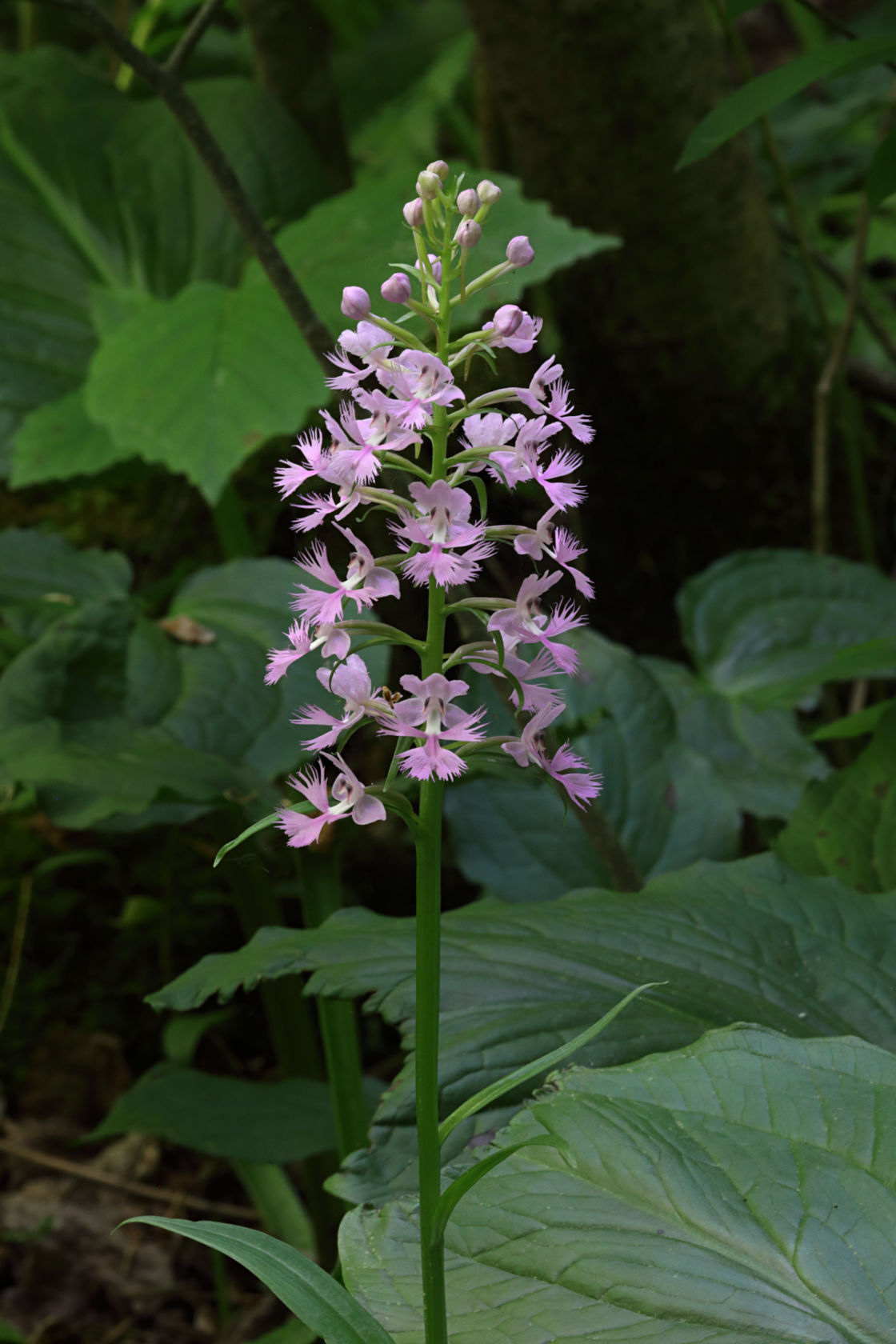 Large Purple Fringed Orchid