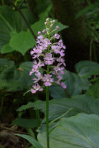 Morris County Natural Areas