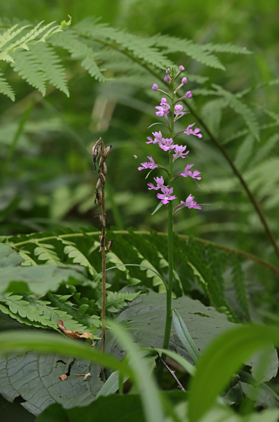 Large Purple Fringed Orchid
