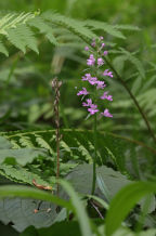 Platanthera grandiflora