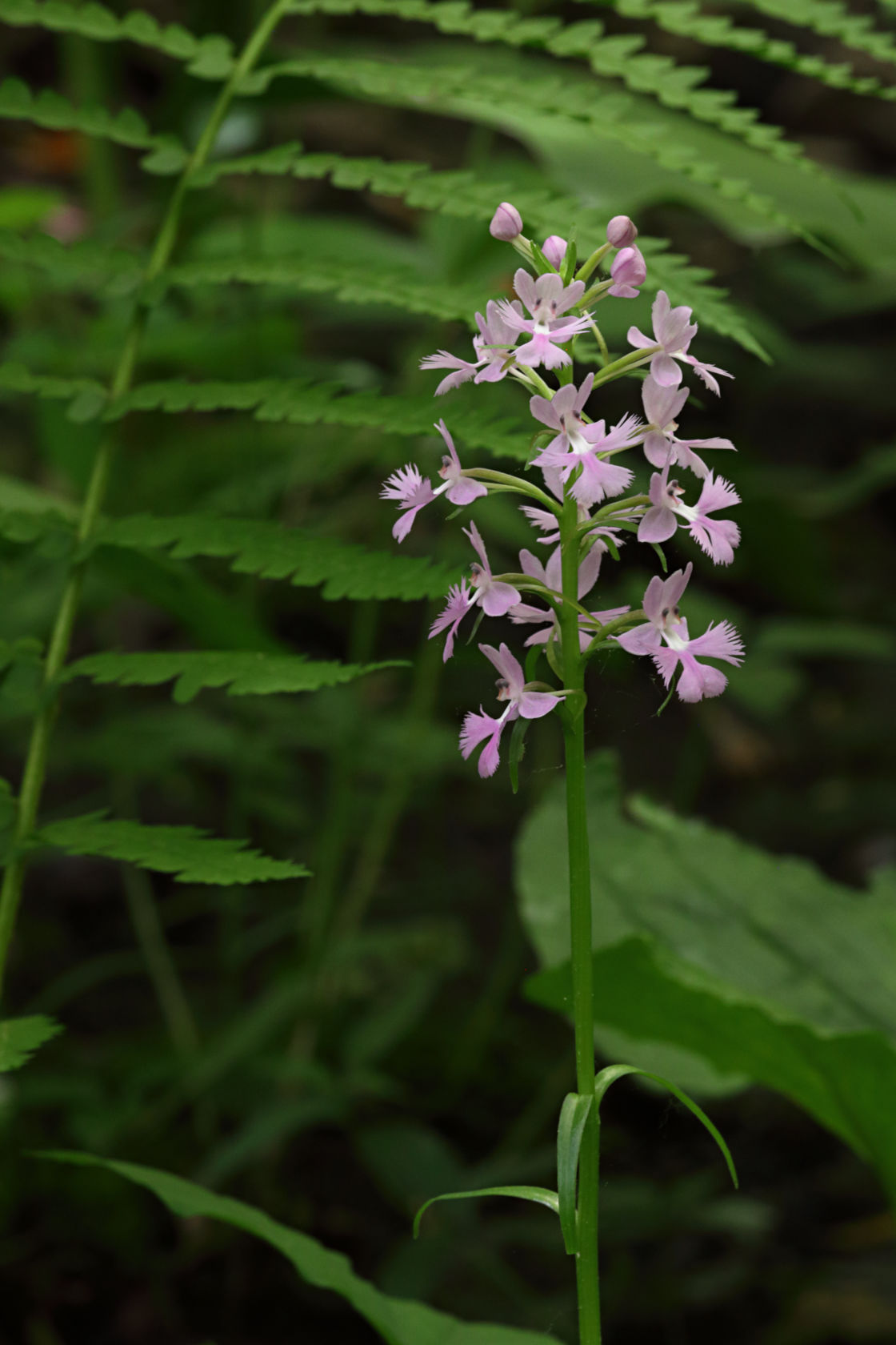 Large Purple Fringed Orchid