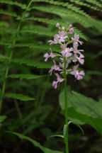 Platanthera grandiflora