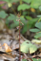 Corallorhiza odontorhiza var. pringlei