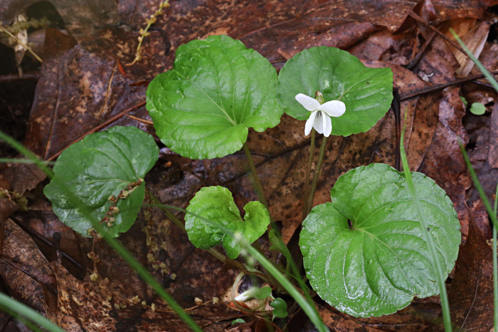 Wild White Violet