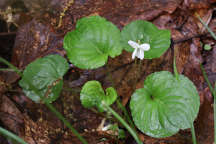 Viola macloskeyi