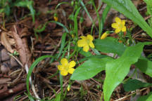 North Jersey Natural Areas