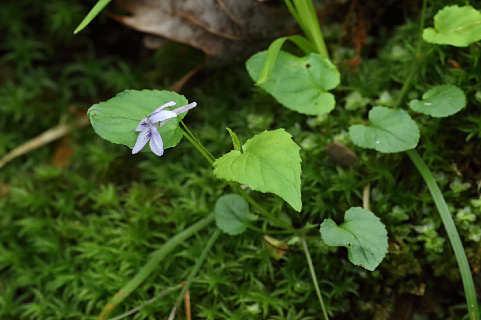 Long-Spurred Violet