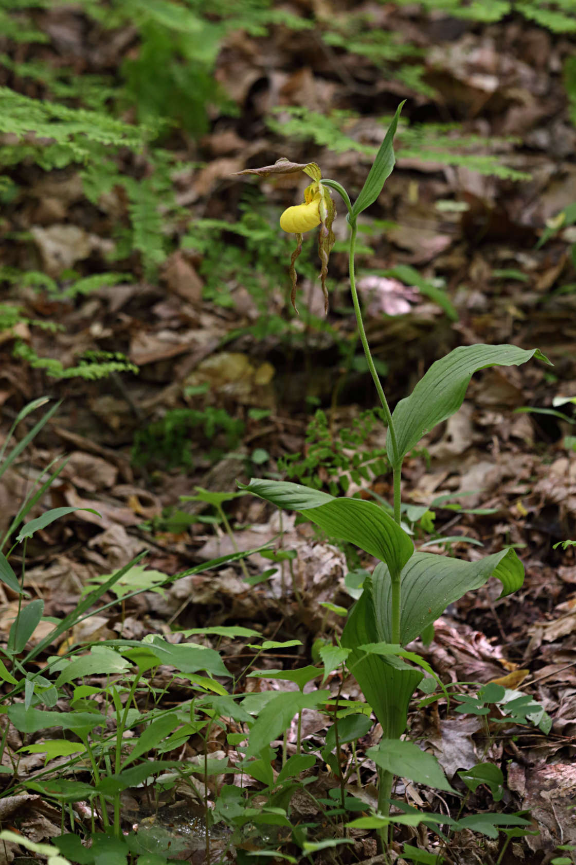 Large Yellow Lady's Slipper