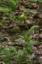 Cypripedium parviflorum var. pubescens