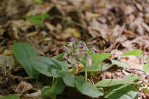 Galearis spectabilis