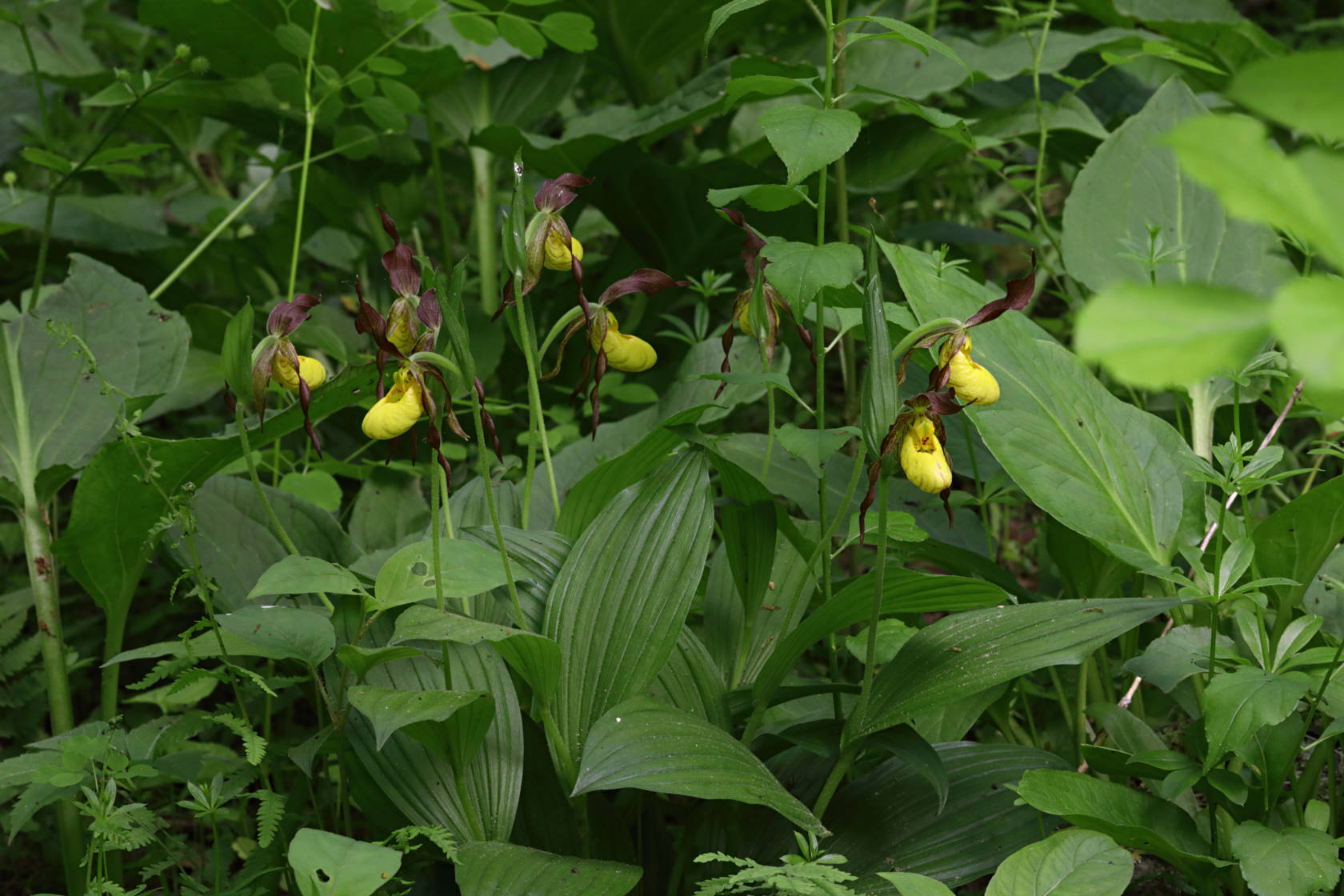 Northern Small Yellow Lady's Slipper