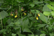 Cypripedium parviflorum var. makasin
