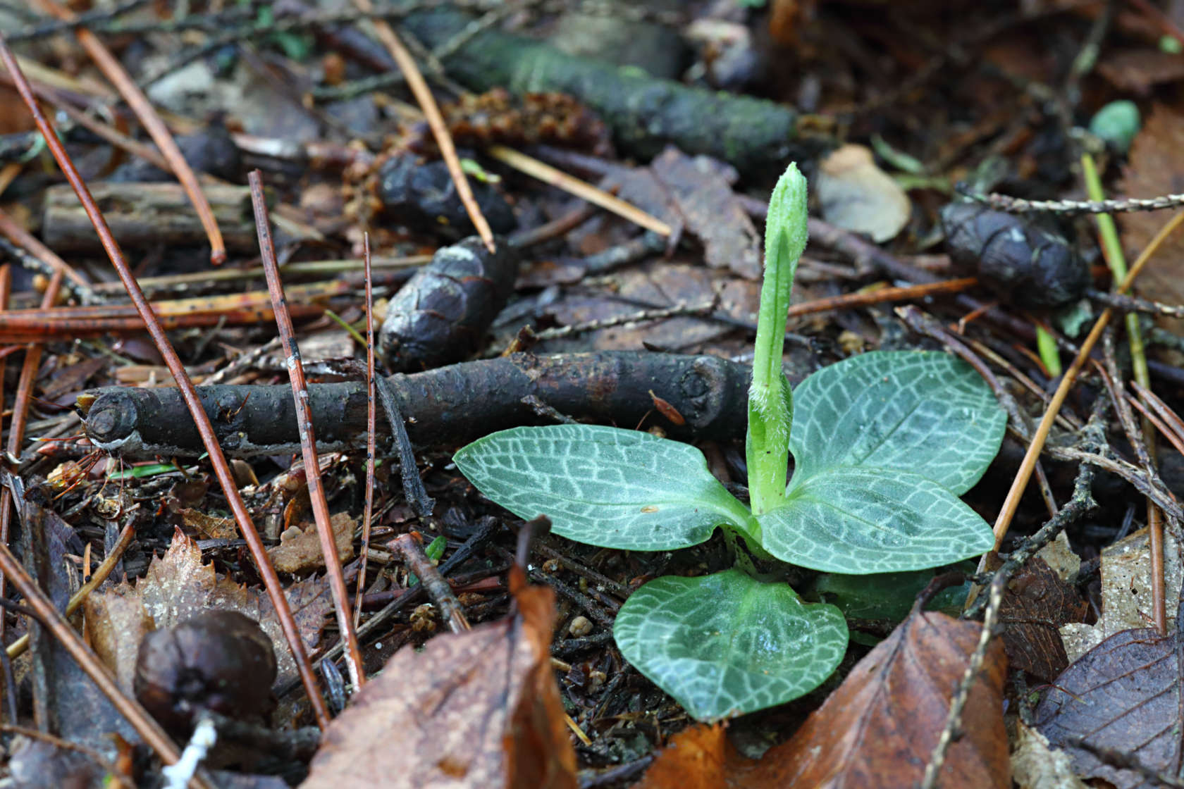 Checkered Rattlesnake Plantain