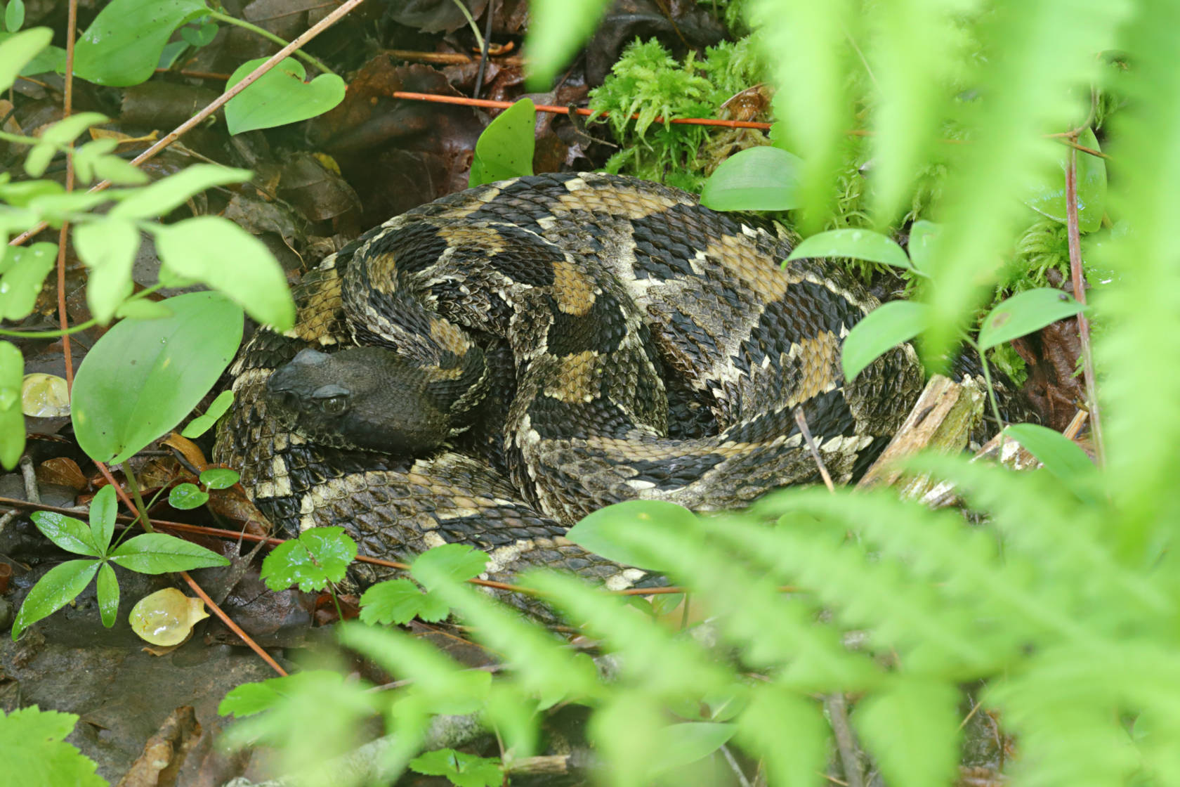 Timber Rattlesnake