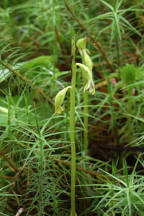 Corallorhiza trifida