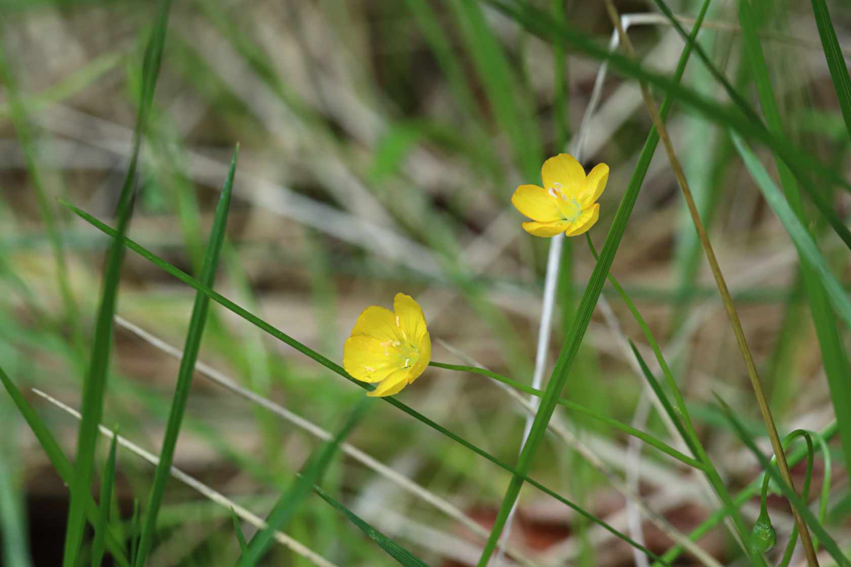 Hammond's Yellow Spring Beauty