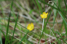 Claytonia virginica var. hammondiae