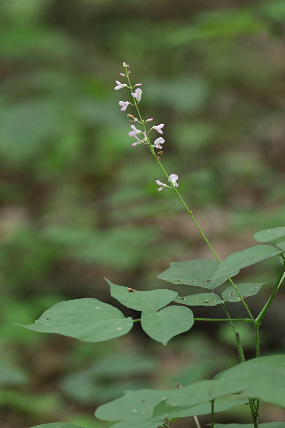 Cluster-Leaved Tick Trefoil