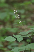 Desmodium glutinosum