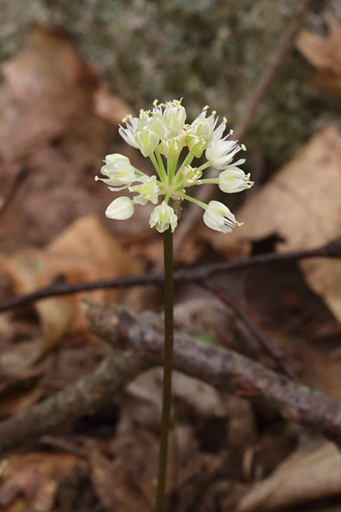 Wild Leek