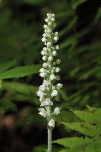Goodyera pubescens