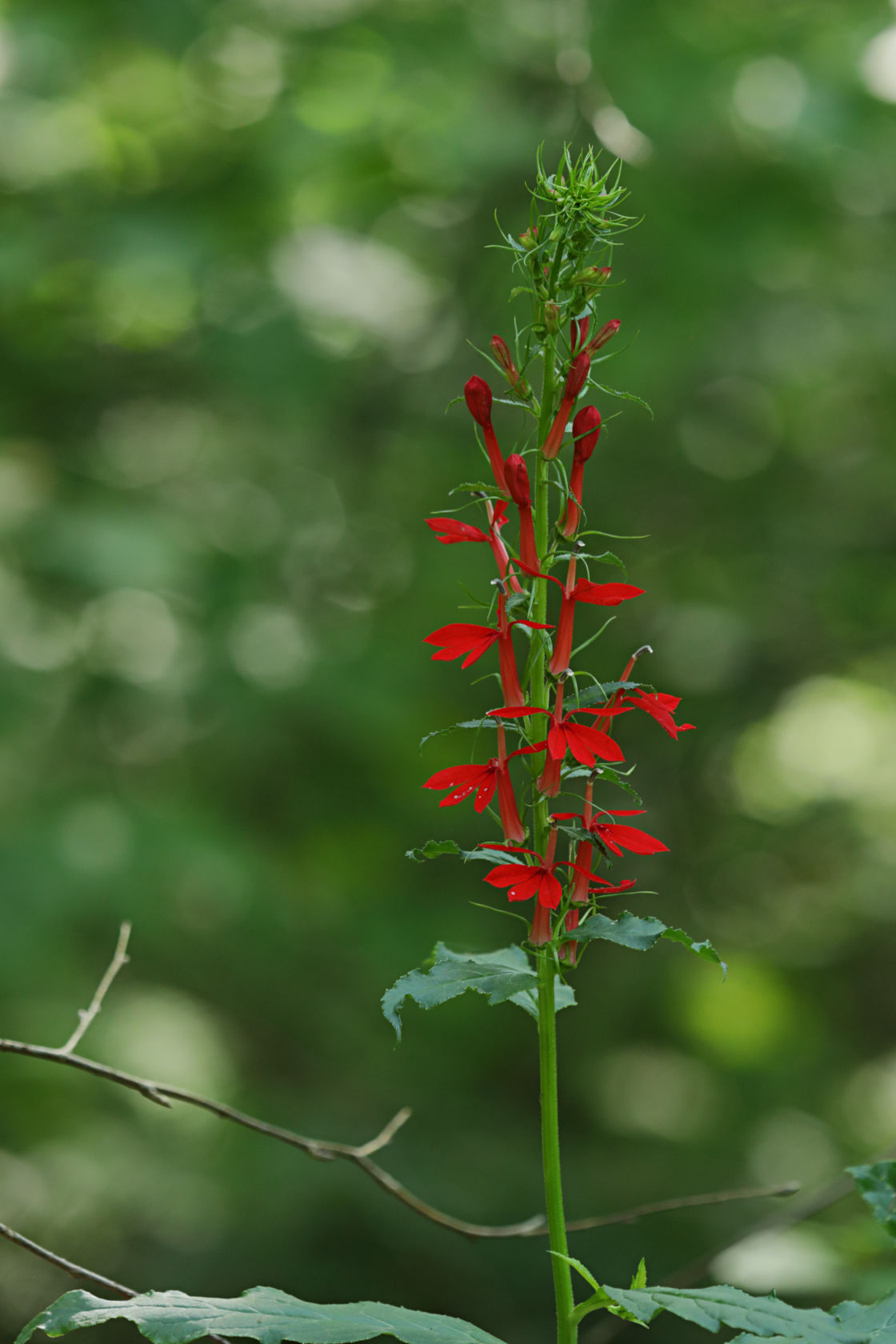 Cardinal Flower