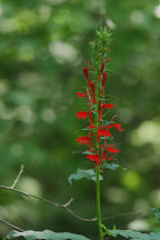Lobelia cardinalis