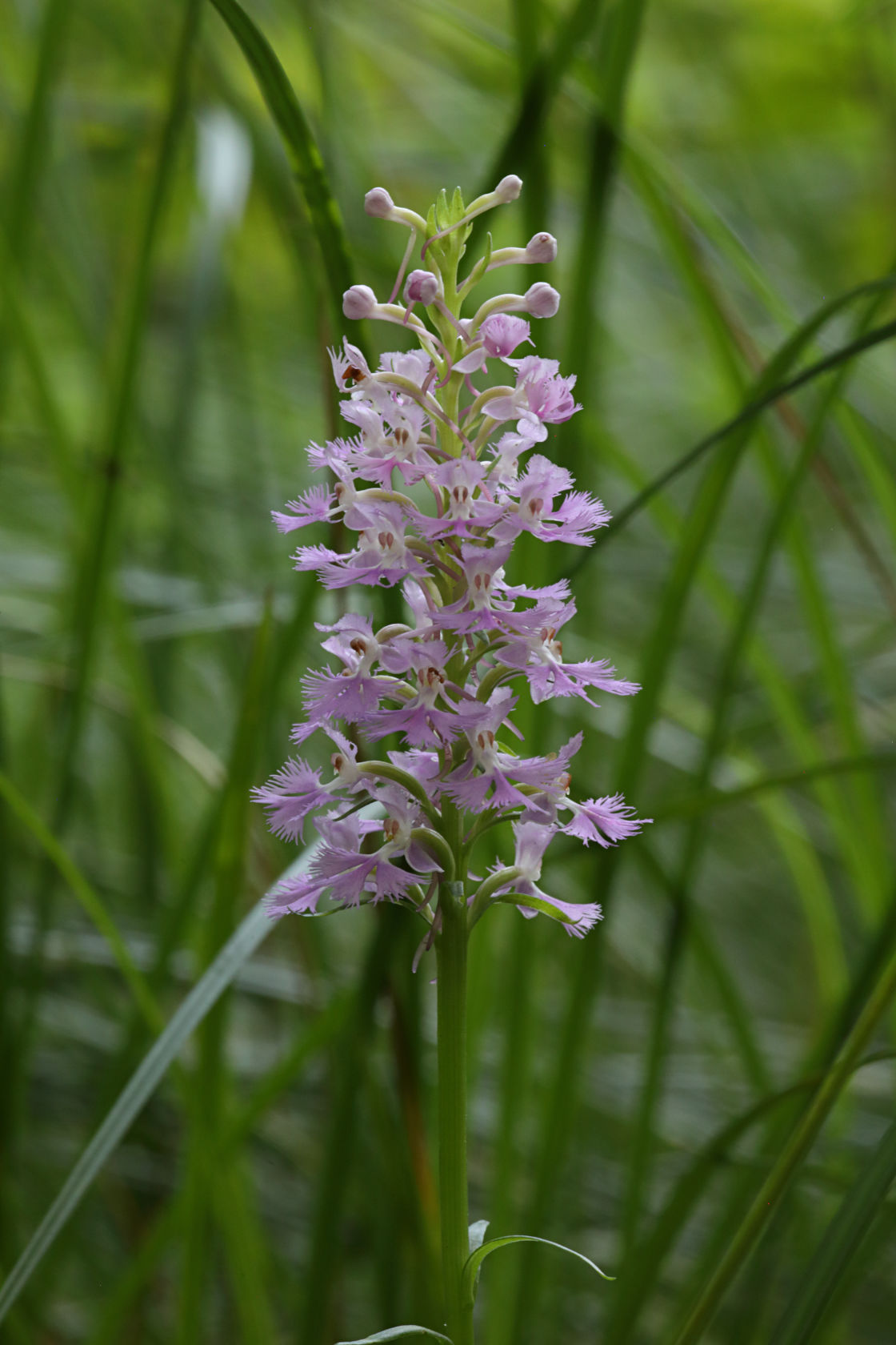 Small Purple Fringed Orchid
